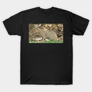 Mongoose on Hawaii T-Shirt